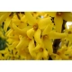 FORSYCJA żółte słońce w ogrodzie - sadzonki 40 / 60 cm